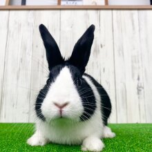 京都店へお引っ越し🐰