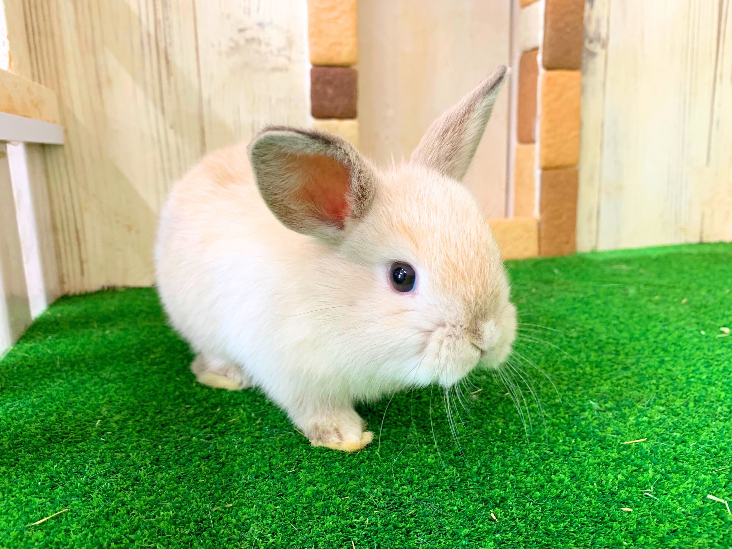 💓ご家族決定💓ホーランドロップの画像 2