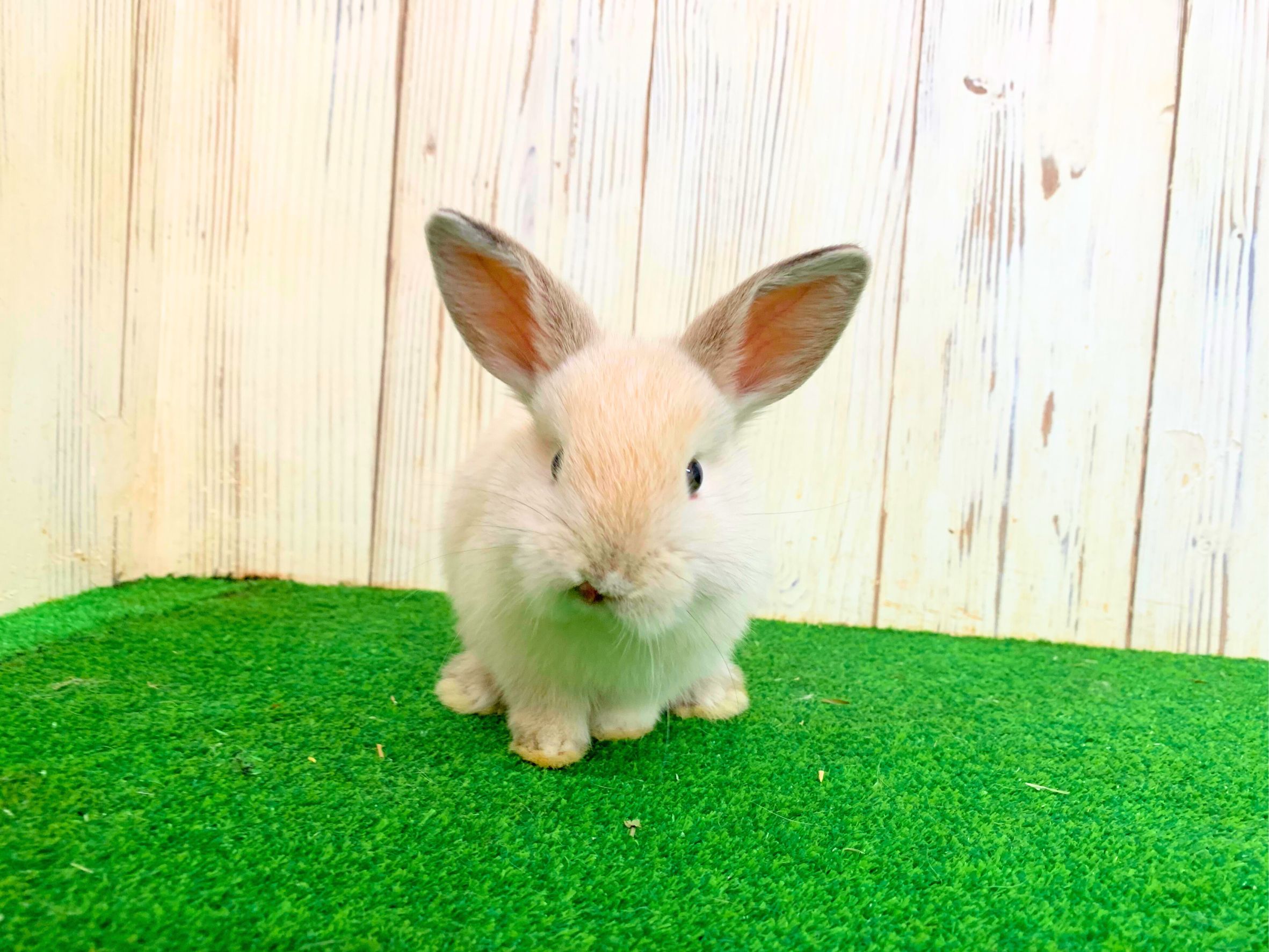 💓ご家族決定💓ホーランドロップの画像 3