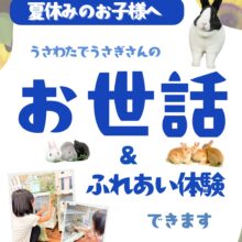 夏休みにうさぎさんのお世話体験をしよう！