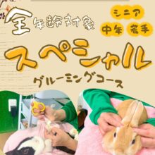 期間限定スペシャルグルーミングコース登場✨