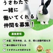 うさわたで一緒に働く仲間を大募集🐰