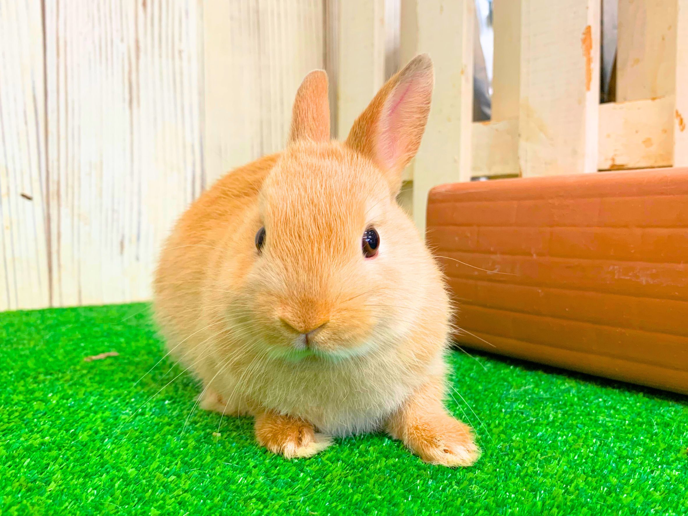 ❤️ご家族決定❤️ネザーランドドワーフ