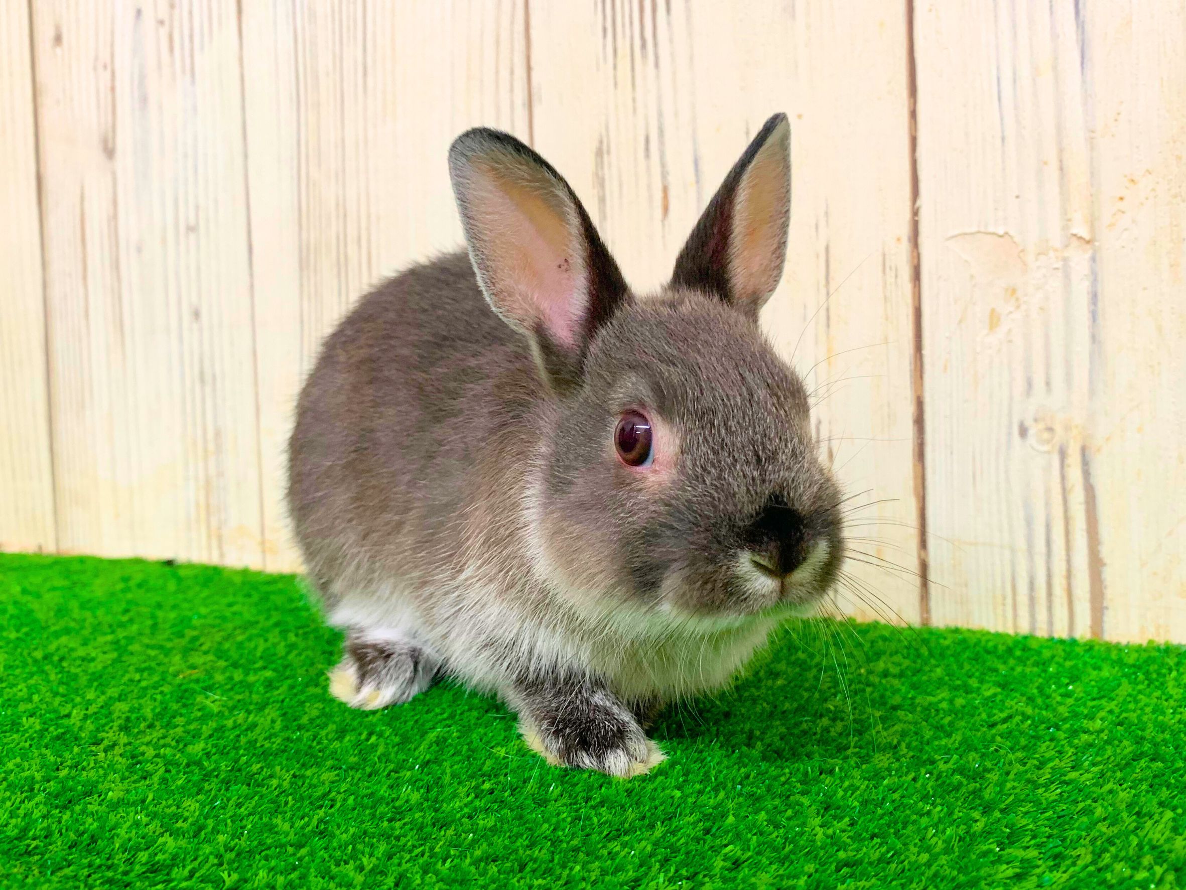 里親募集ネザーランドドワーフの画像 2