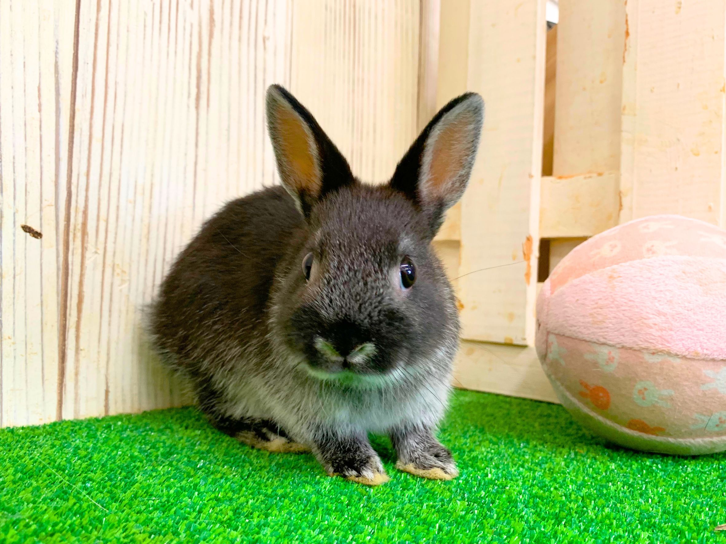 ネザーランドドワーフの画像 3