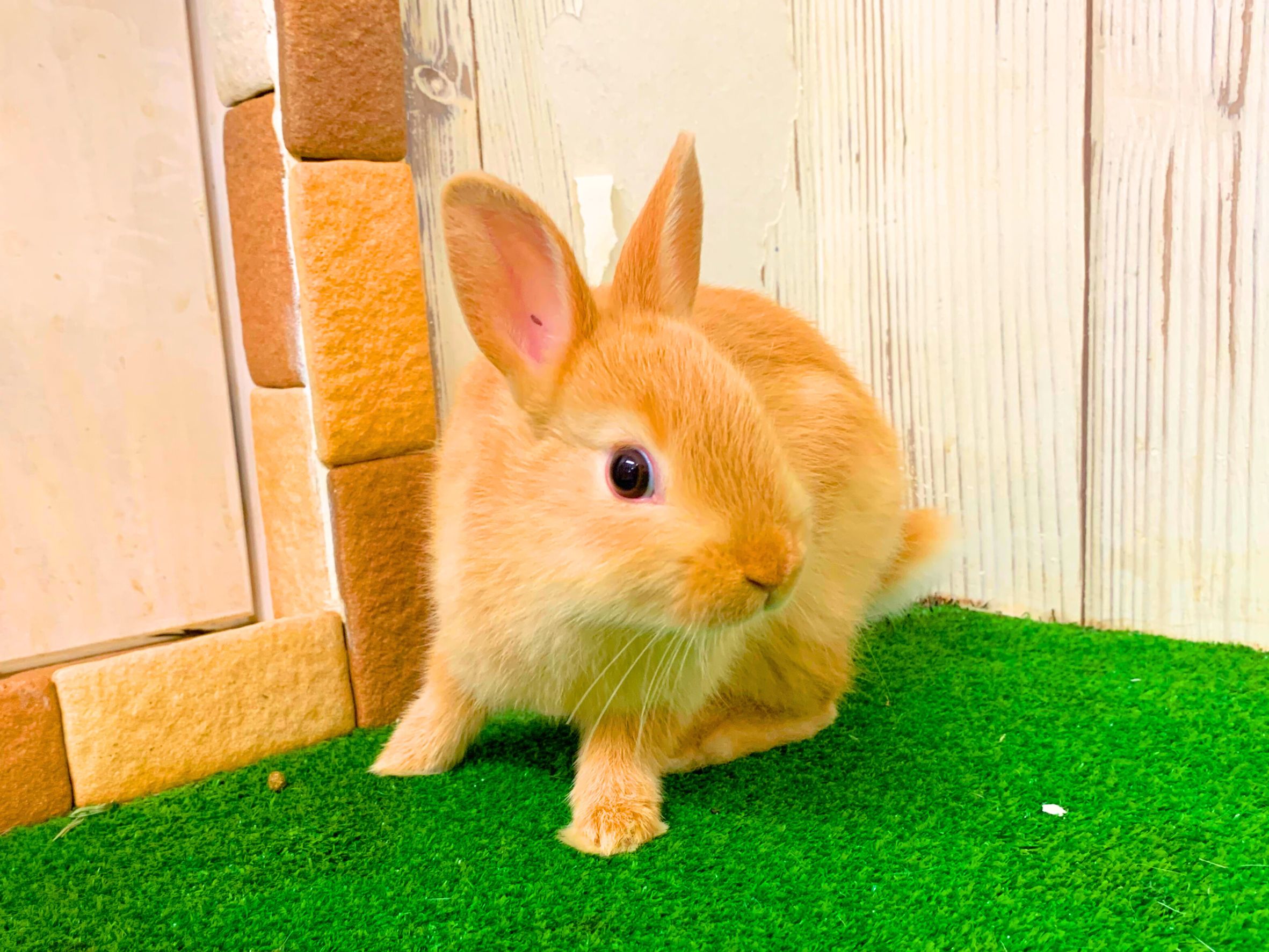 🩷ご家族決定🩷ネザーランドドワーフの画像 2