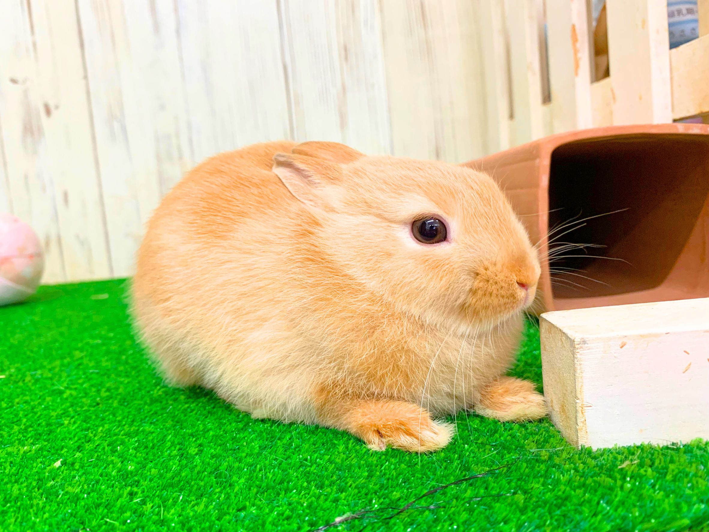 ❤️ご家族決定❤️ネザーランドドワーフの画像 2