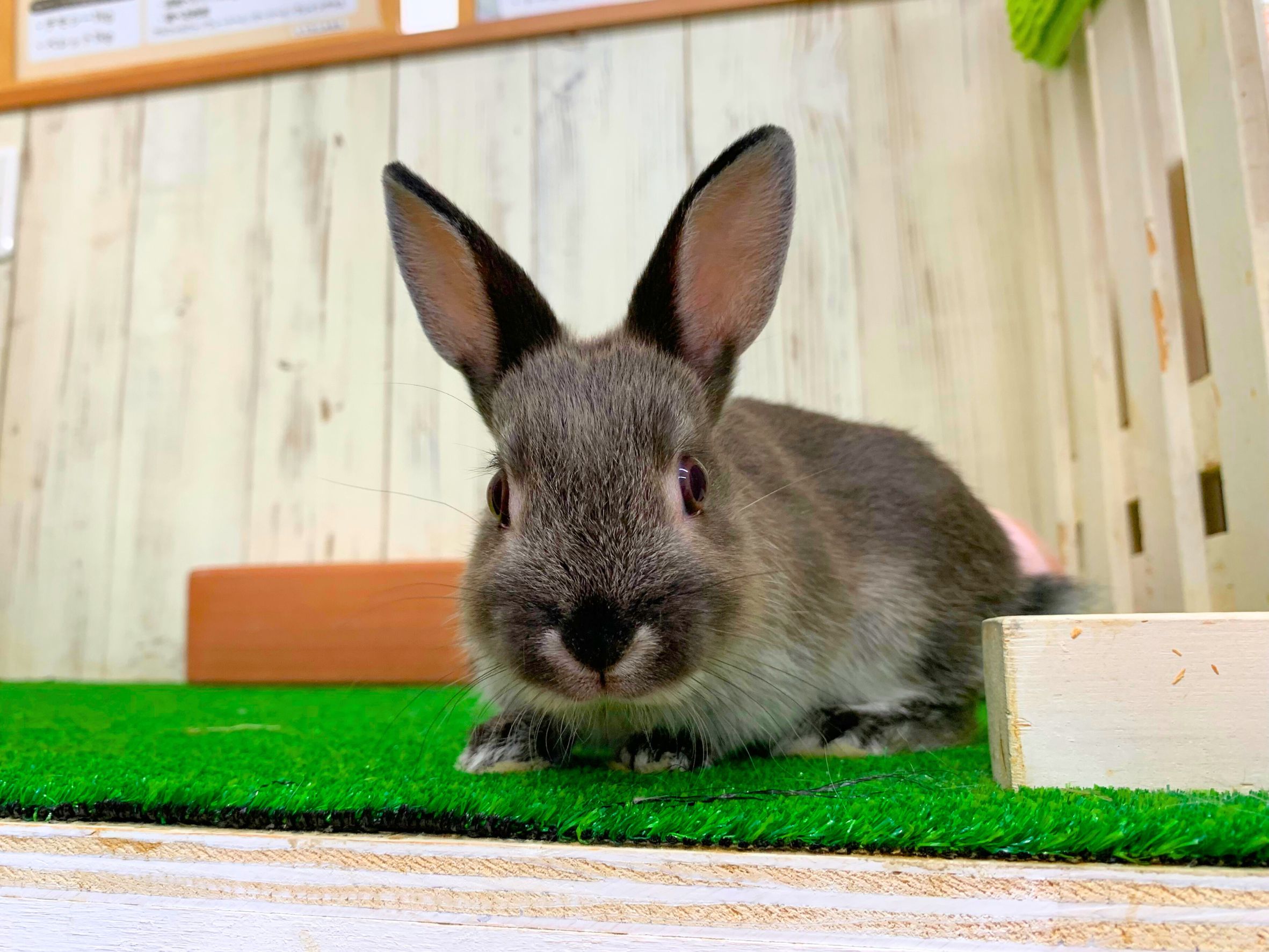 ネザーランドドワーフの画像 3