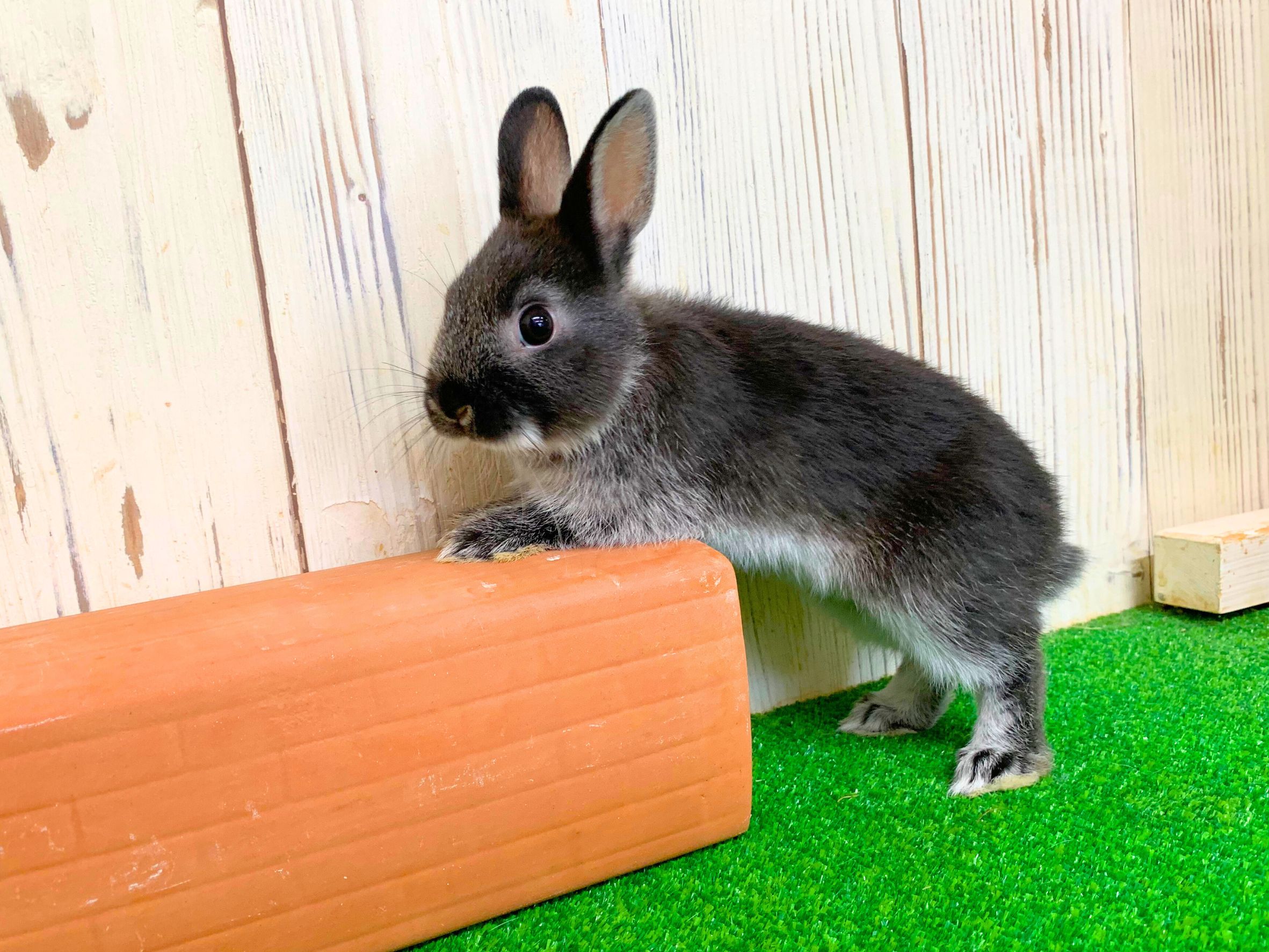 ネザーランドドワーフの画像 2