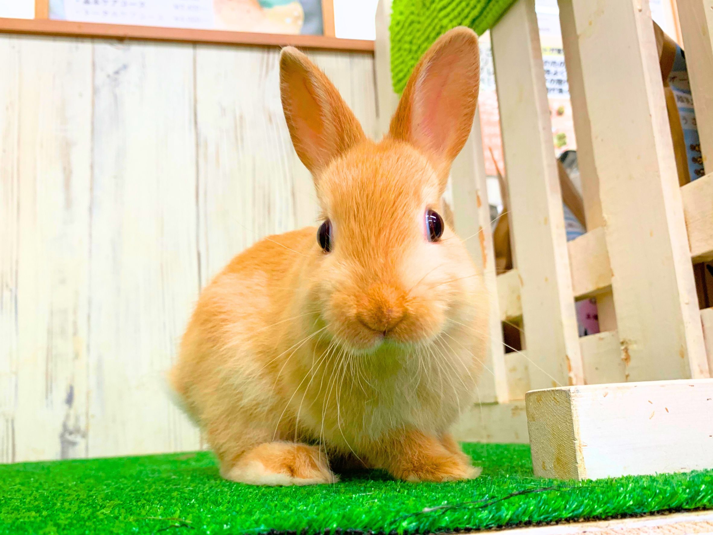 🩷ご家族決定🩷ネザーランドドワーフ