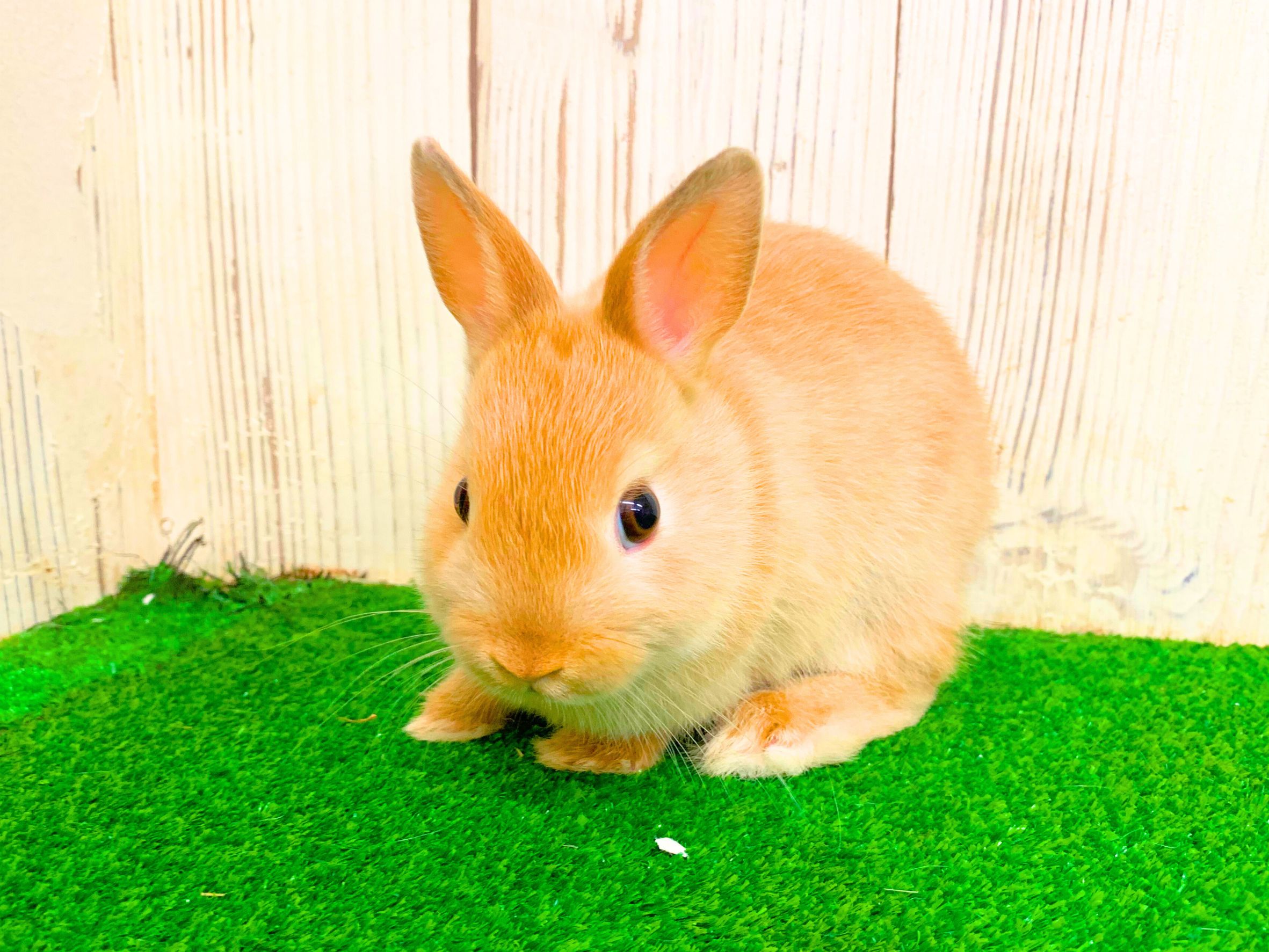 ❤️ご家族決定❤️ネザーランドドワーフの画像 3