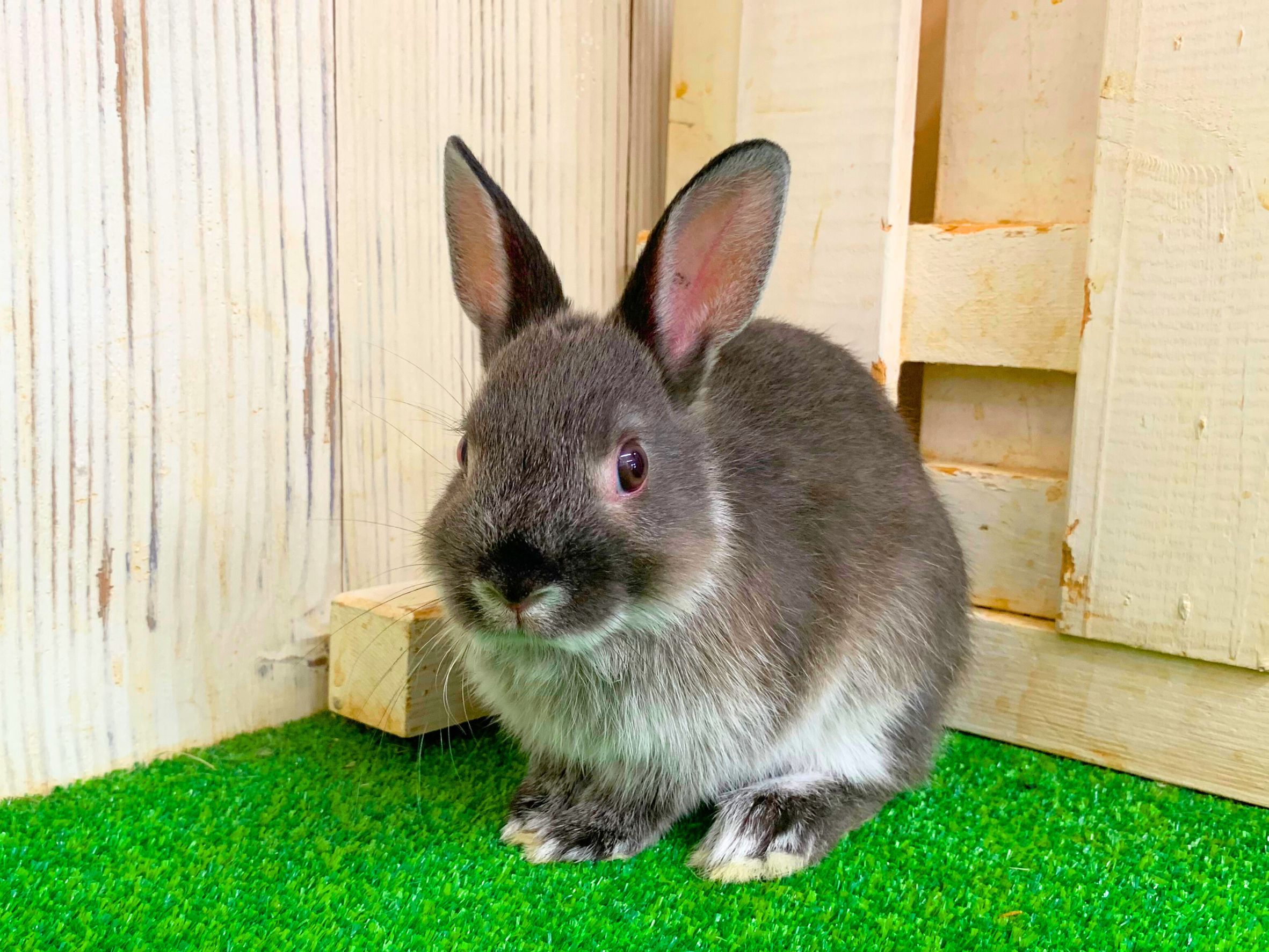 里親募集ネザーランドドワーフの画像 3