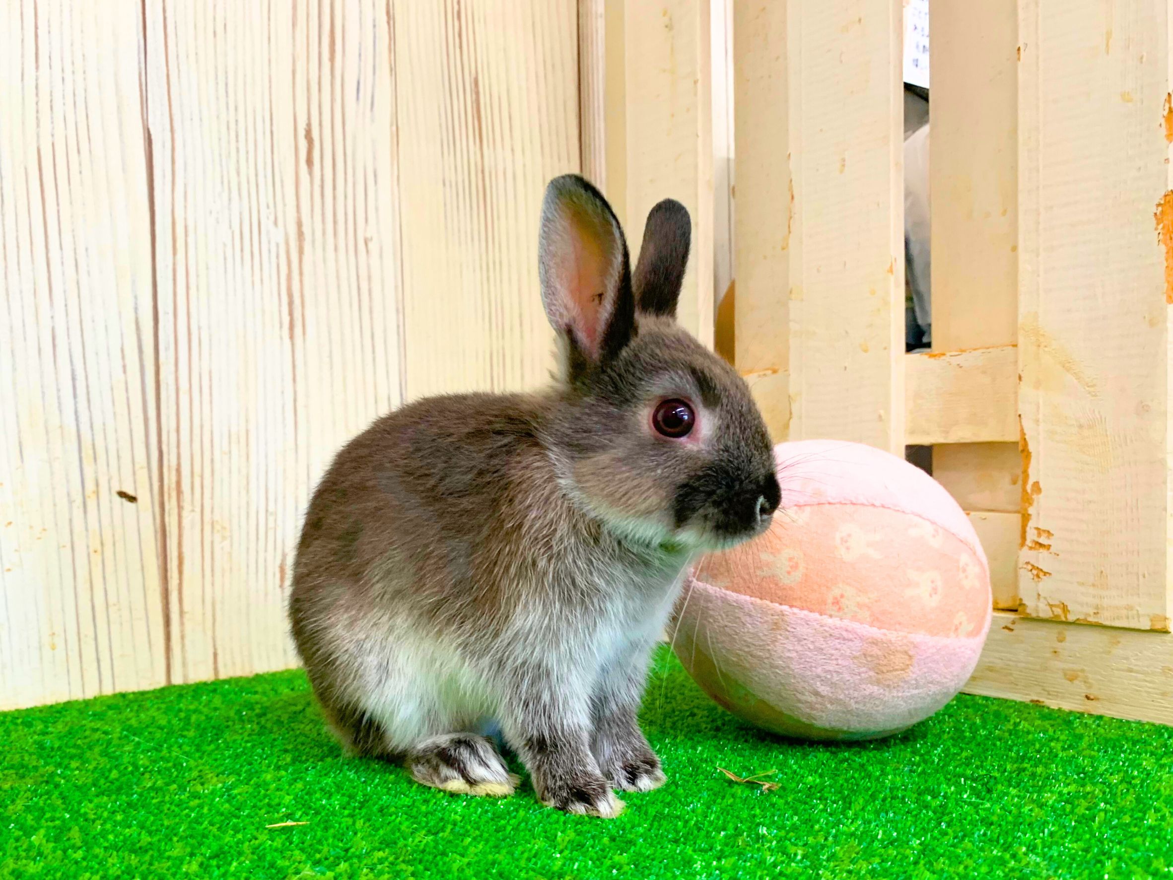 ネザーランドドワーフの画像 2