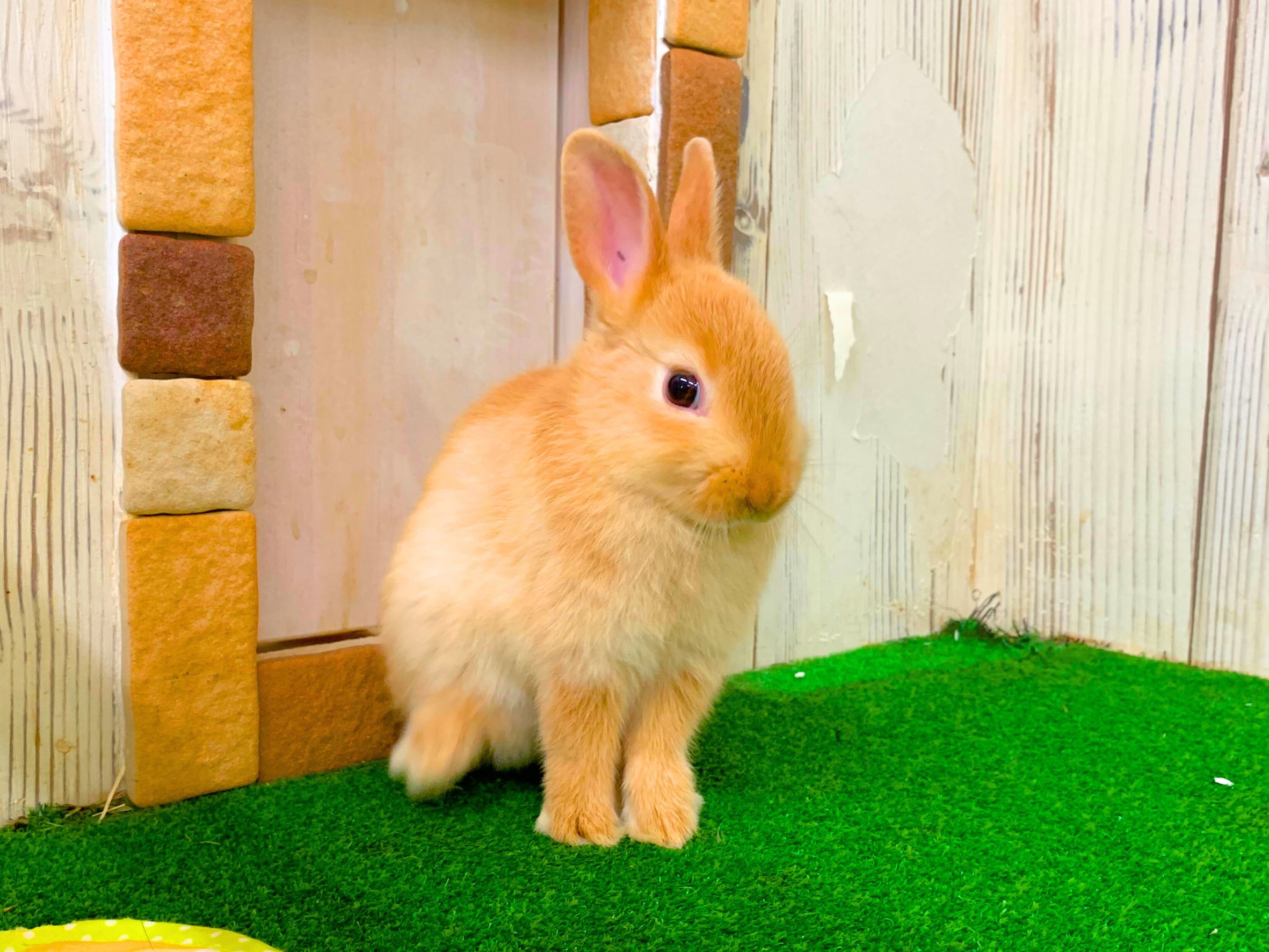 🩷ご家族決定🩷ネザーランドドワーフの画像 3