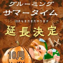 グルーミングサマータイムさらに、さらに⁉延長決定👏