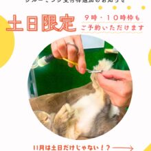 うさわたから嬉しいお知らせ✄