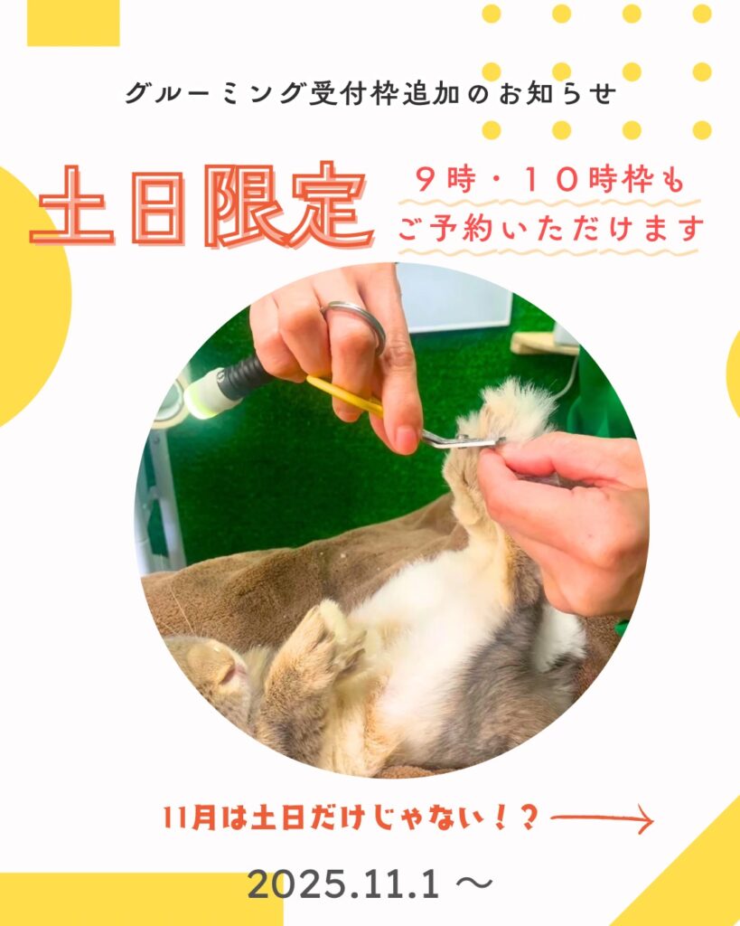 うさわたから嬉しいお知らせ✄