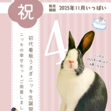 看板うさぎニッキは11月1日で4歳になるよ🎂🐰