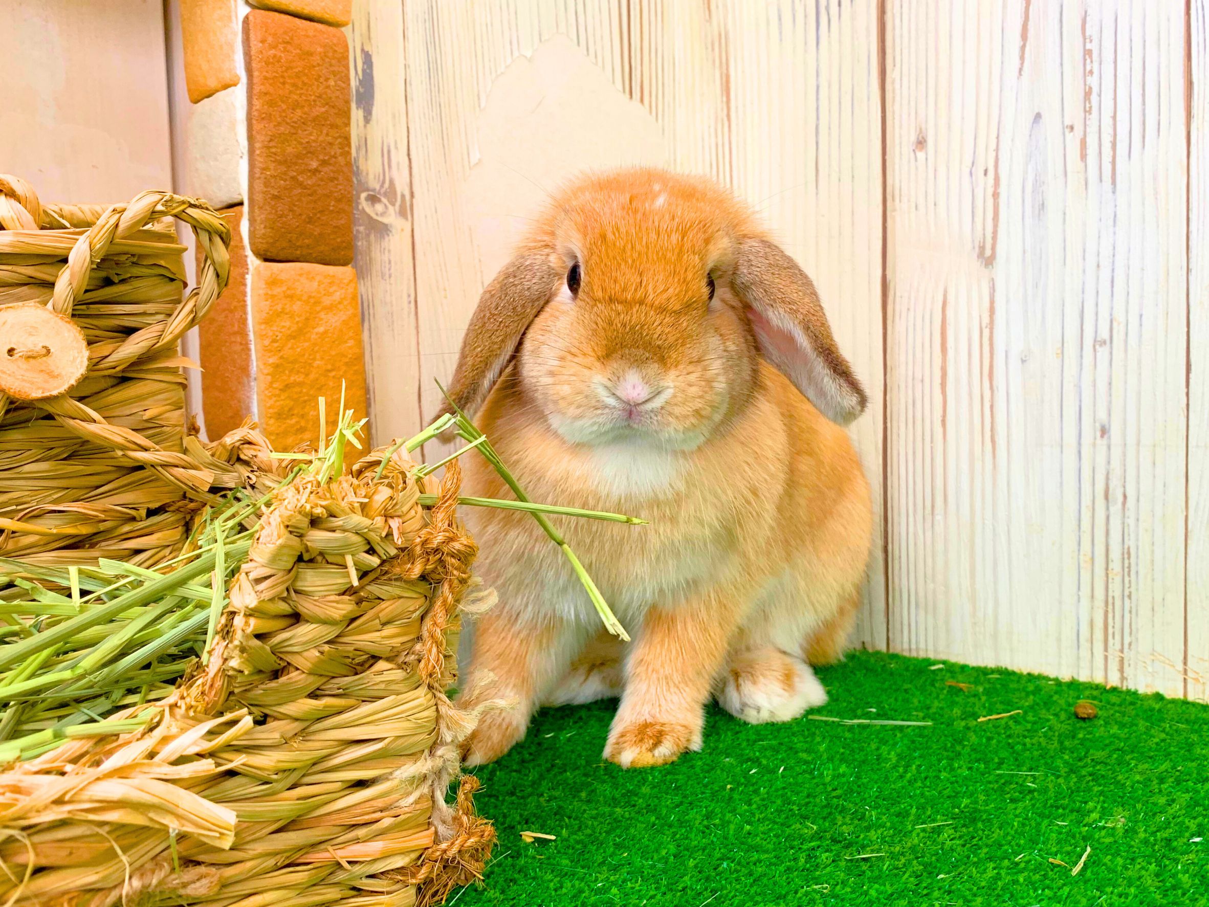 ホーランドロップの画像 3