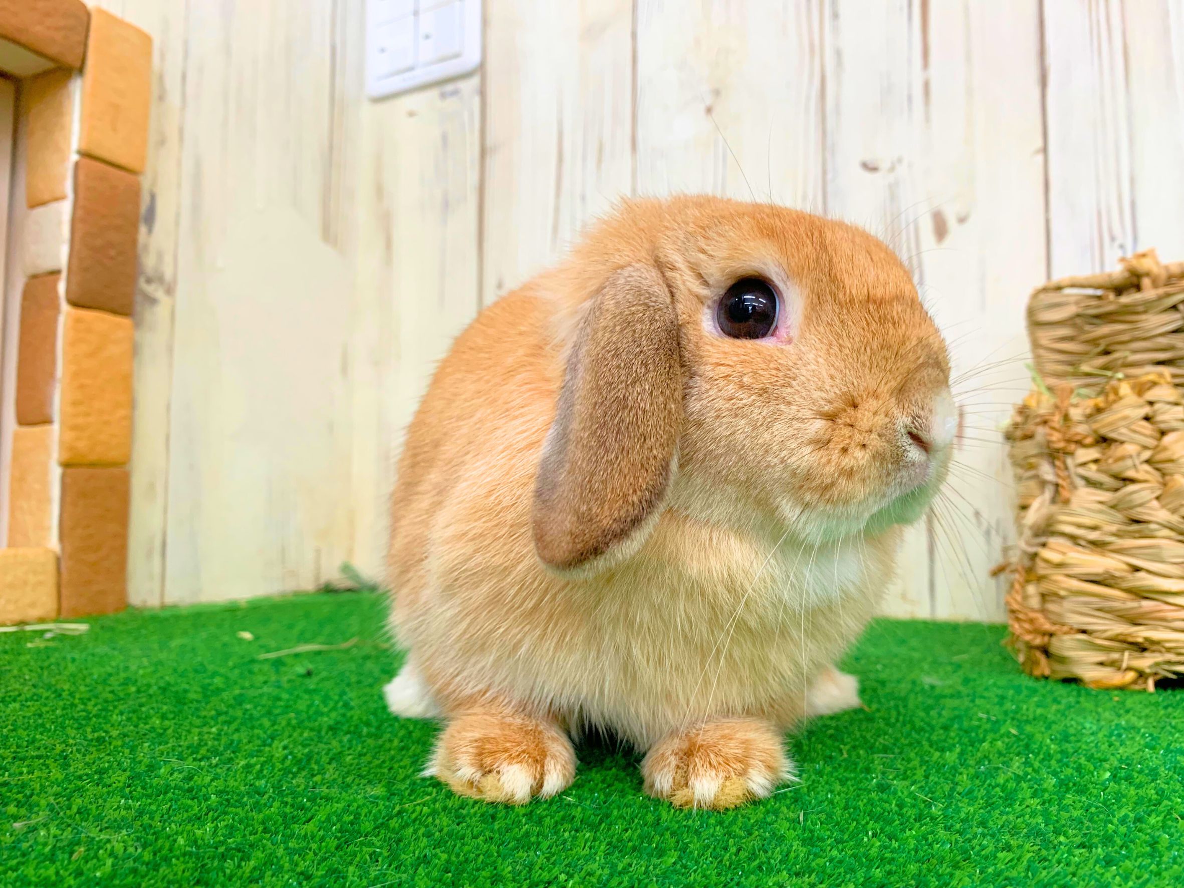 ホーランドロップの画像 2