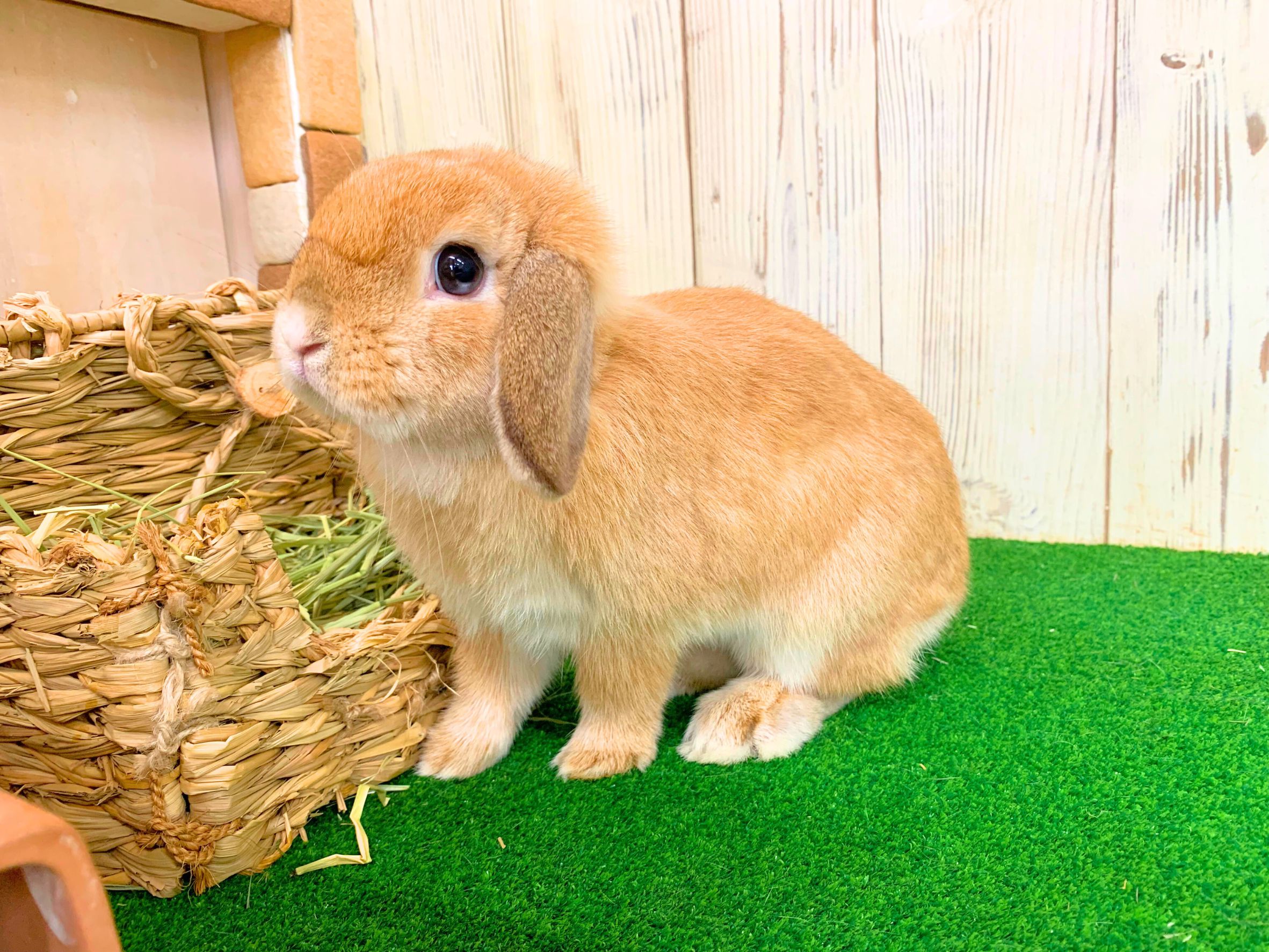 ホーランドロップ