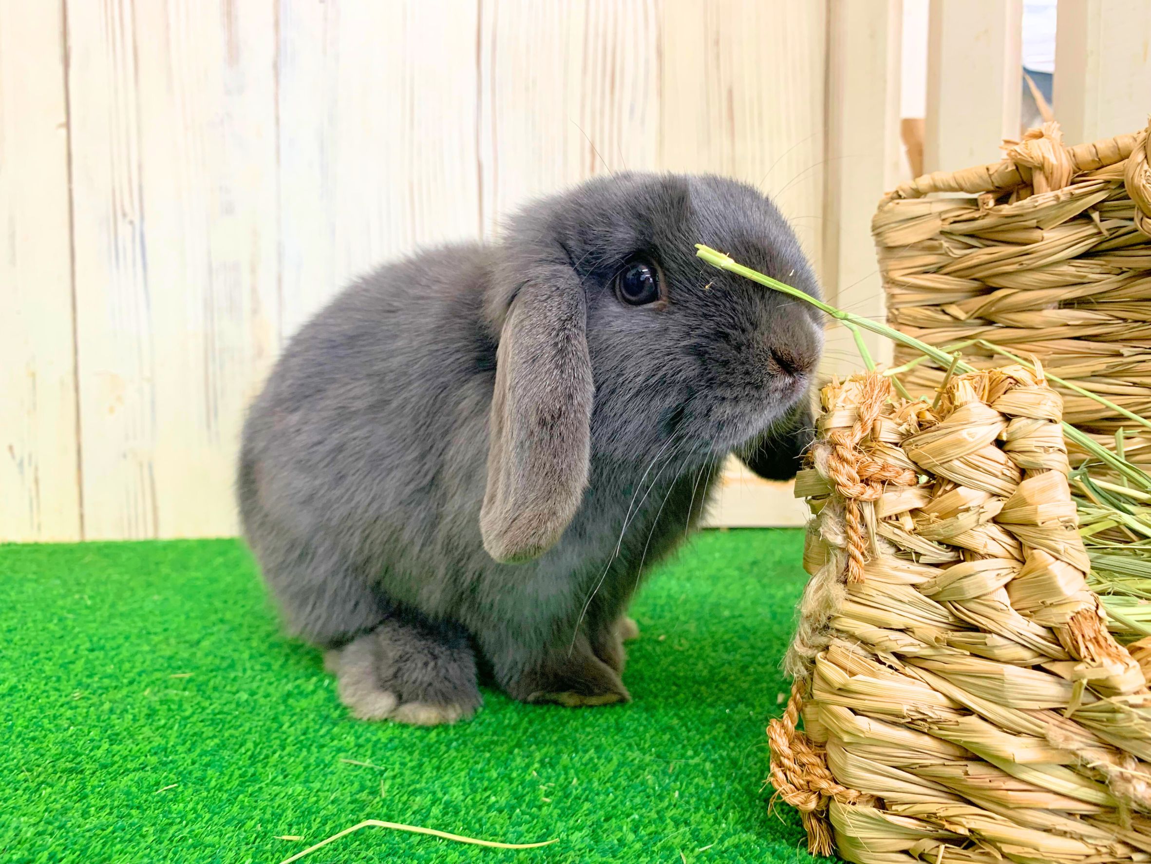 🩷ご家族決定🩷ホーランドロップ