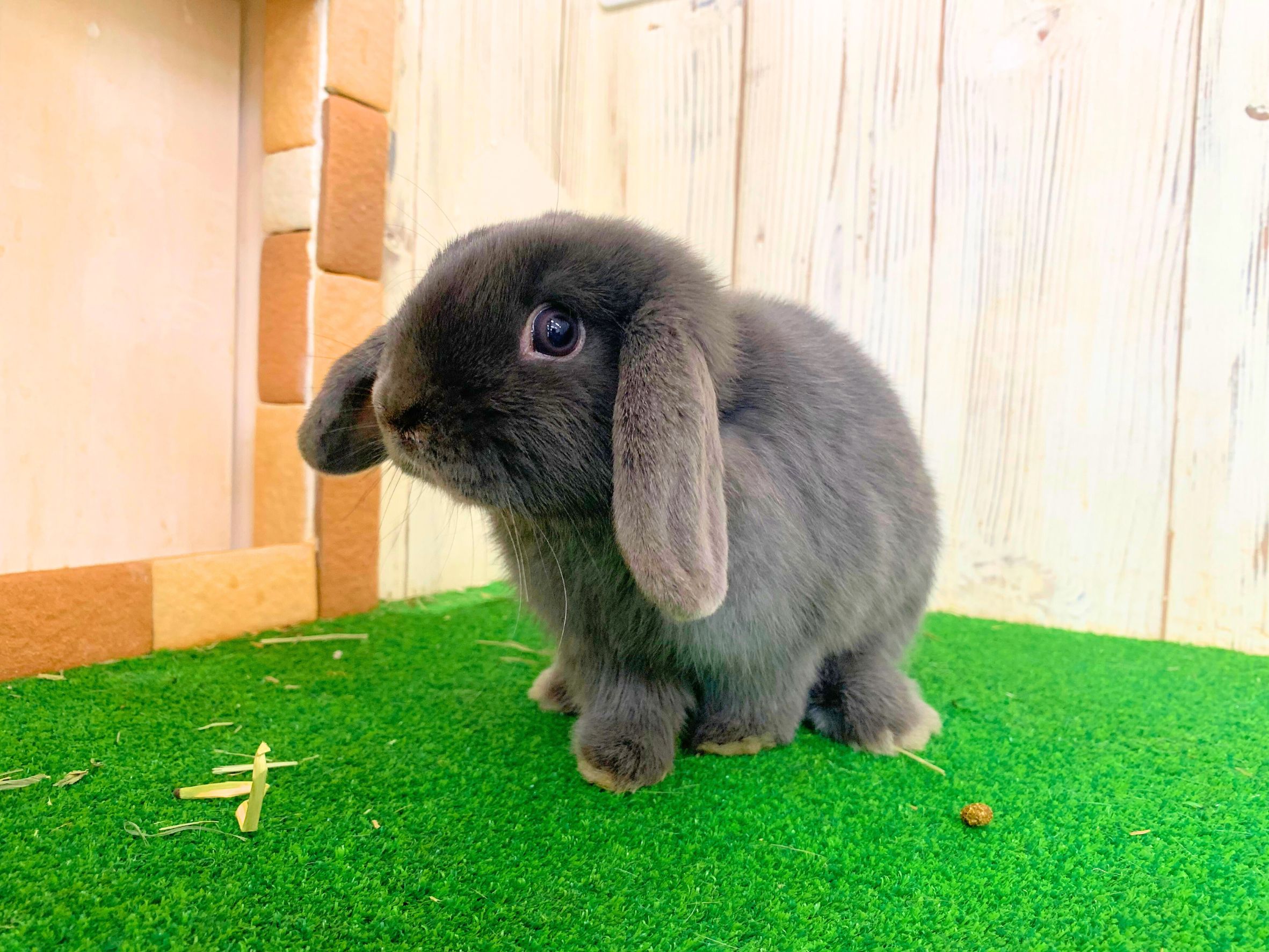 🩷ご家族決定🩷ホーランドロップの画像 2