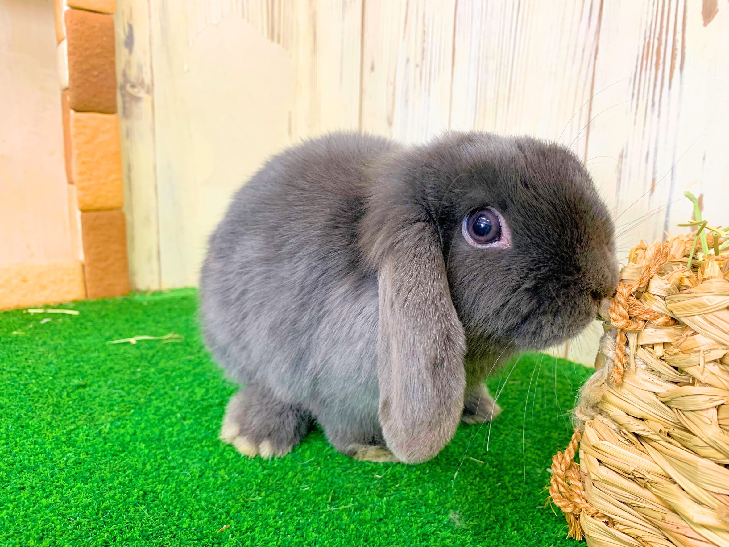 🩷ご家族決定🩷ホーランドロップの画像 3