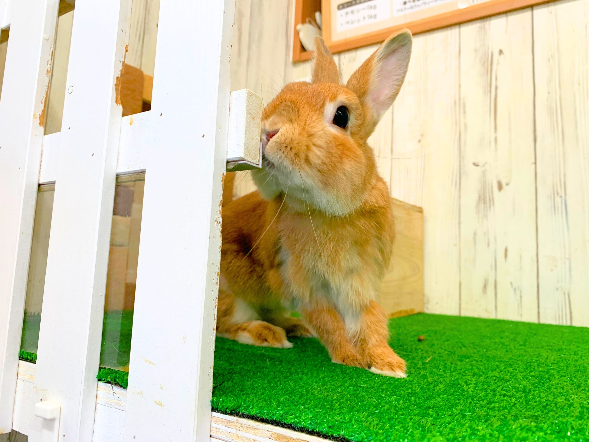 里親募集 ミニウサギ005の画像 3