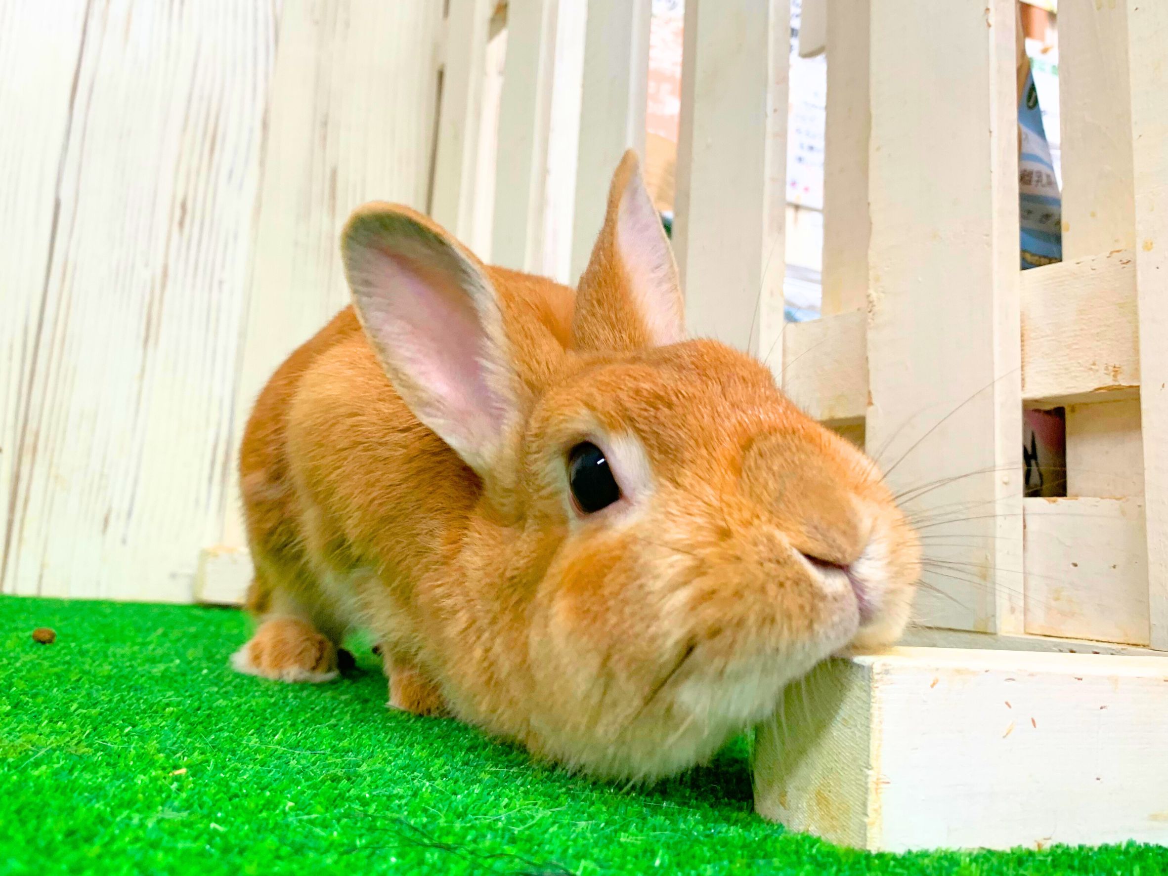 2台まとめ買い うさぎ 2 京都のうさぎ専門店「うさぎとわたし 京都店」