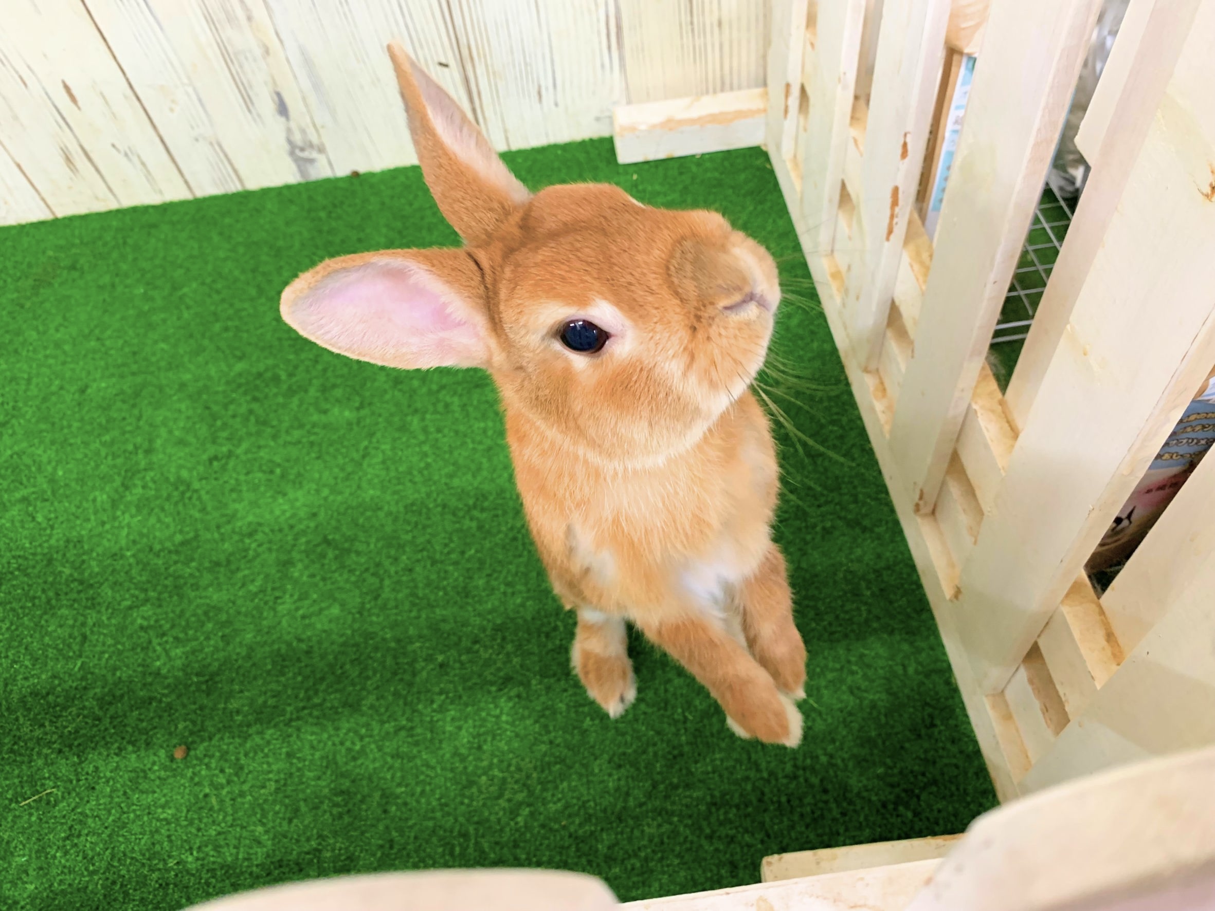 里親募集 ミニウサギ005の画像 1