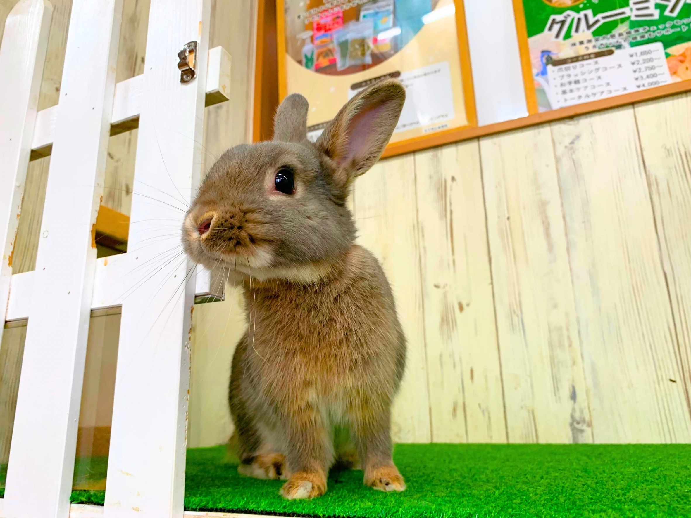 里親募集　ミニウサギ006の画像 2