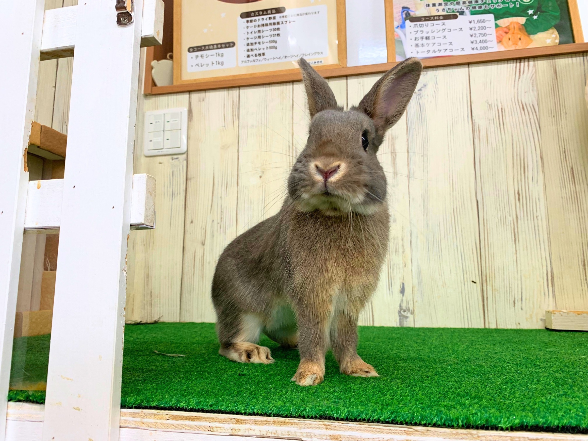 里親募集　ミニウサギ006