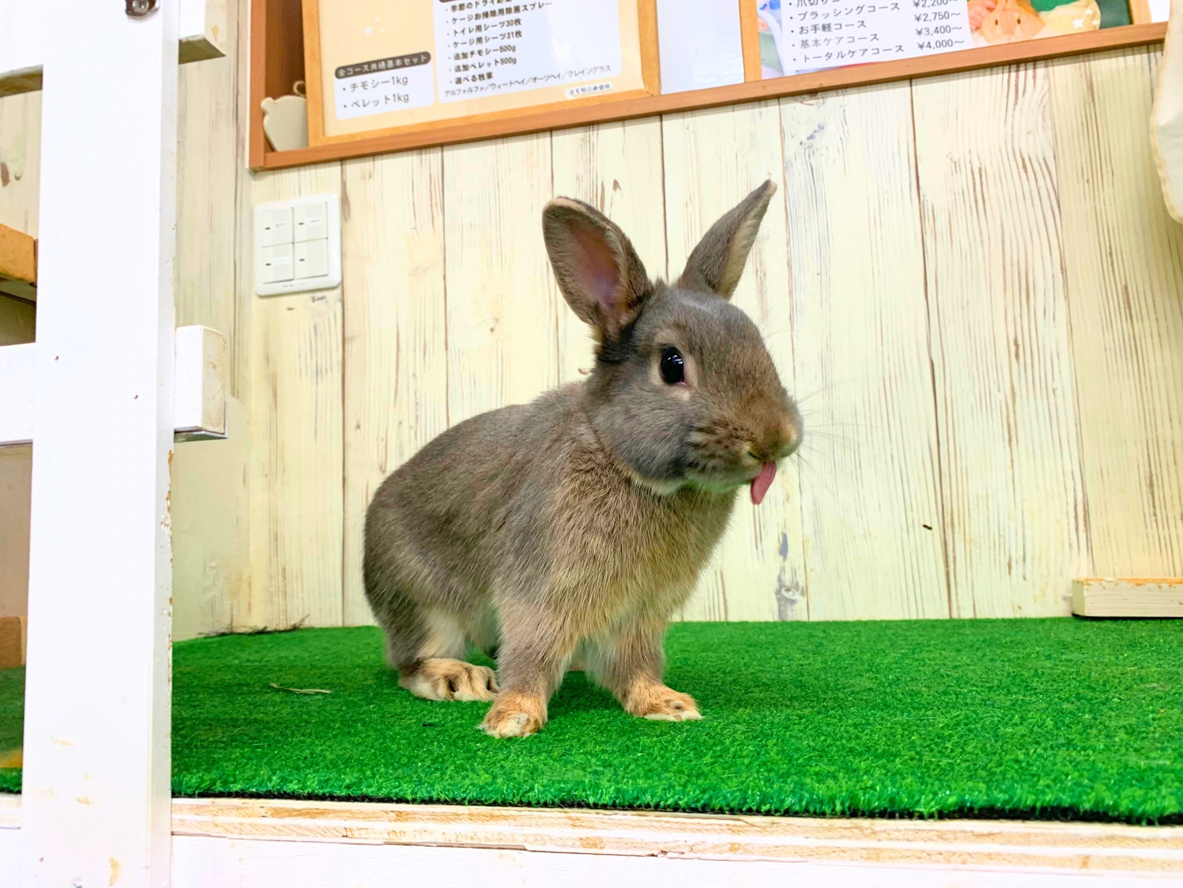 里親募集　ミニウサギ006の画像 3