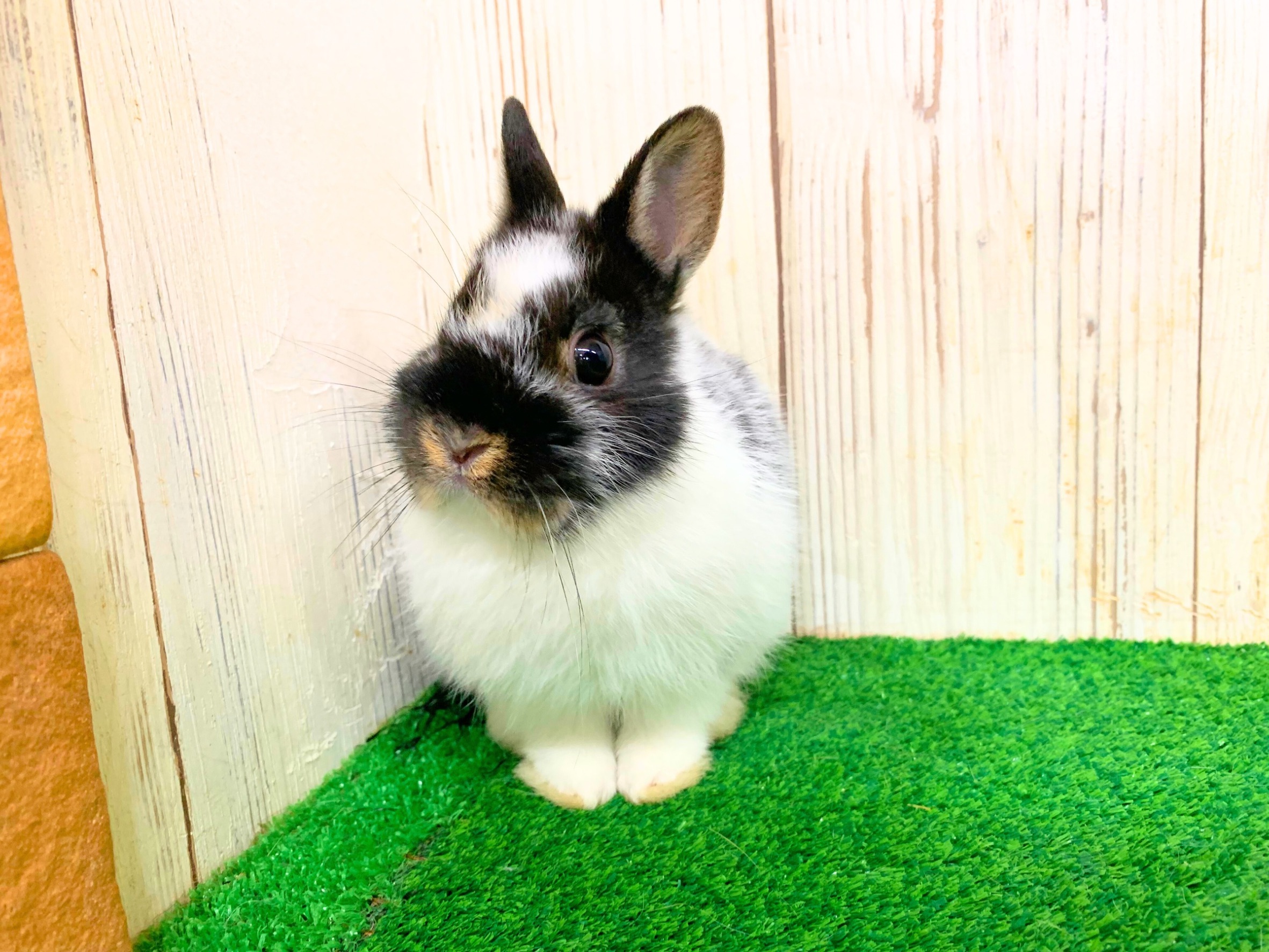 ネザーランドドワーフ