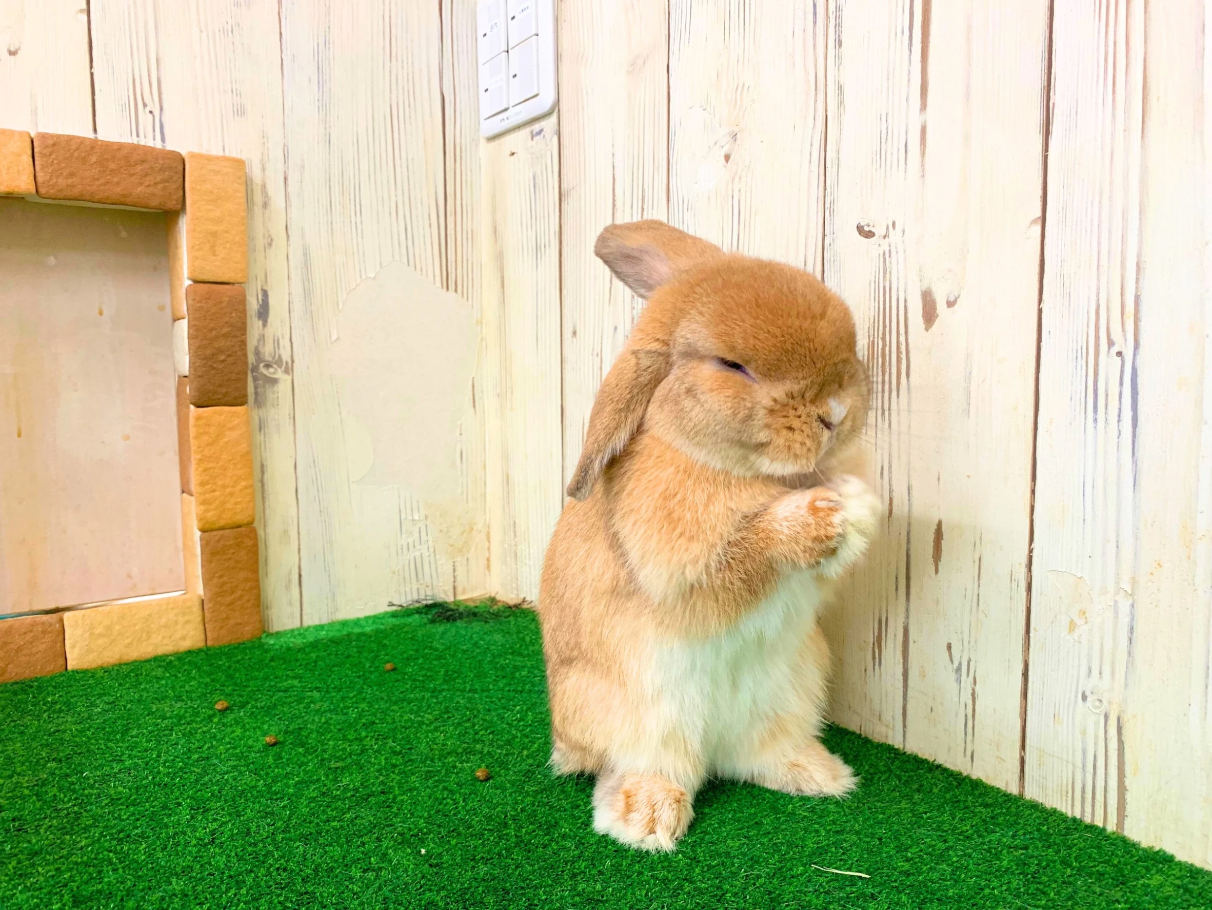 ホーランドロップの画像 3