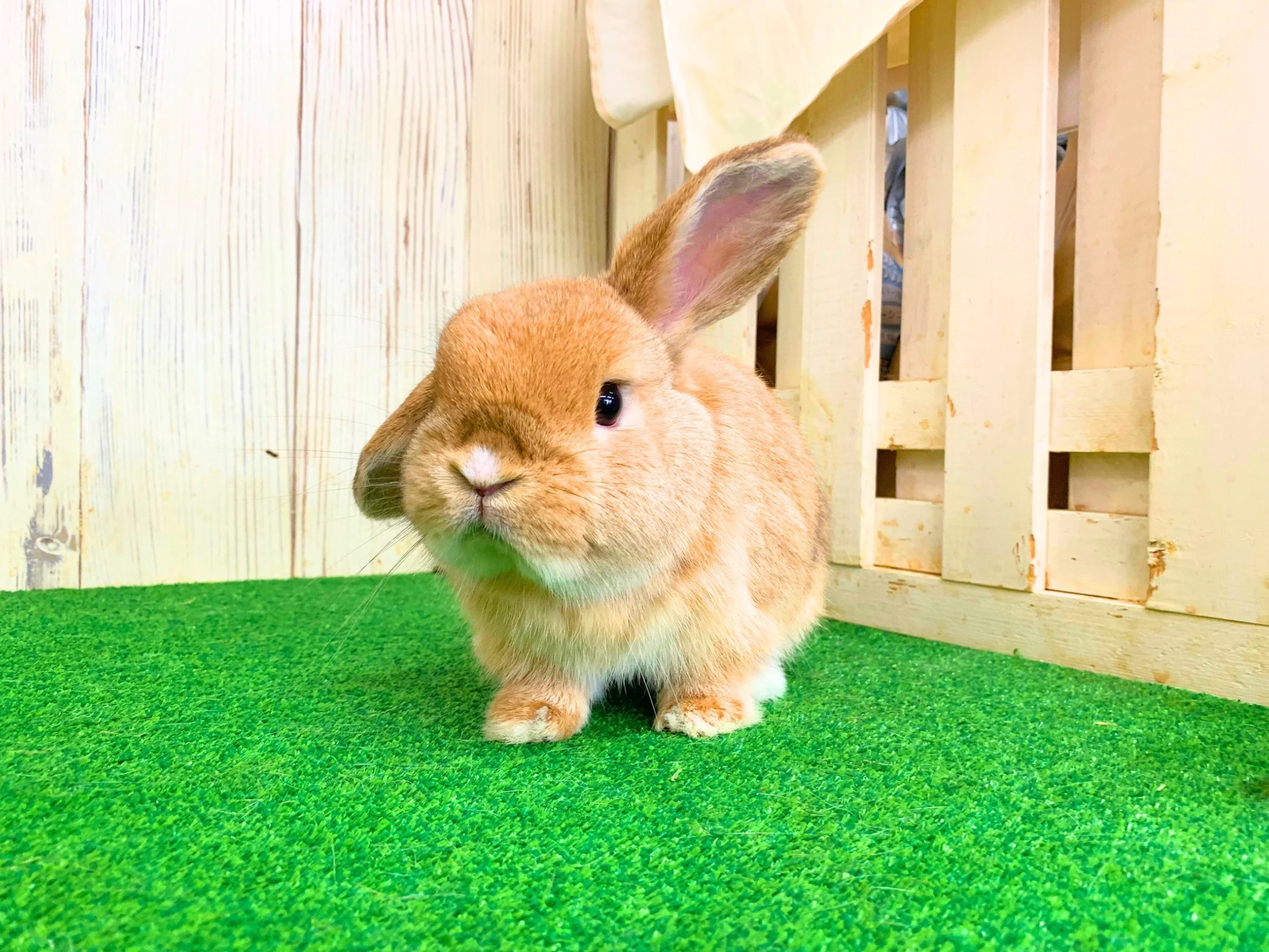 ホーランドロップの画像 2