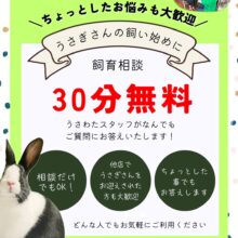 うさぎさんに関するご相談承ります
