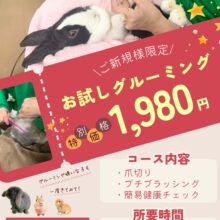 ご新規様限定のグルーミングコースが2月3月限定で登場✨