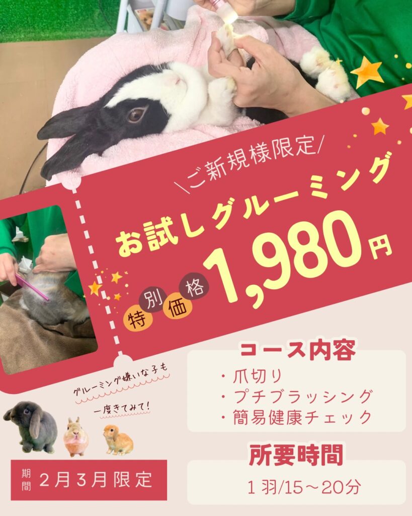 ご新規様限定のグルーミングコースが2月3月限定で登場✨