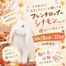 🐰🍁 シナモンくんが遊びにくるよ！ 🍁🐰