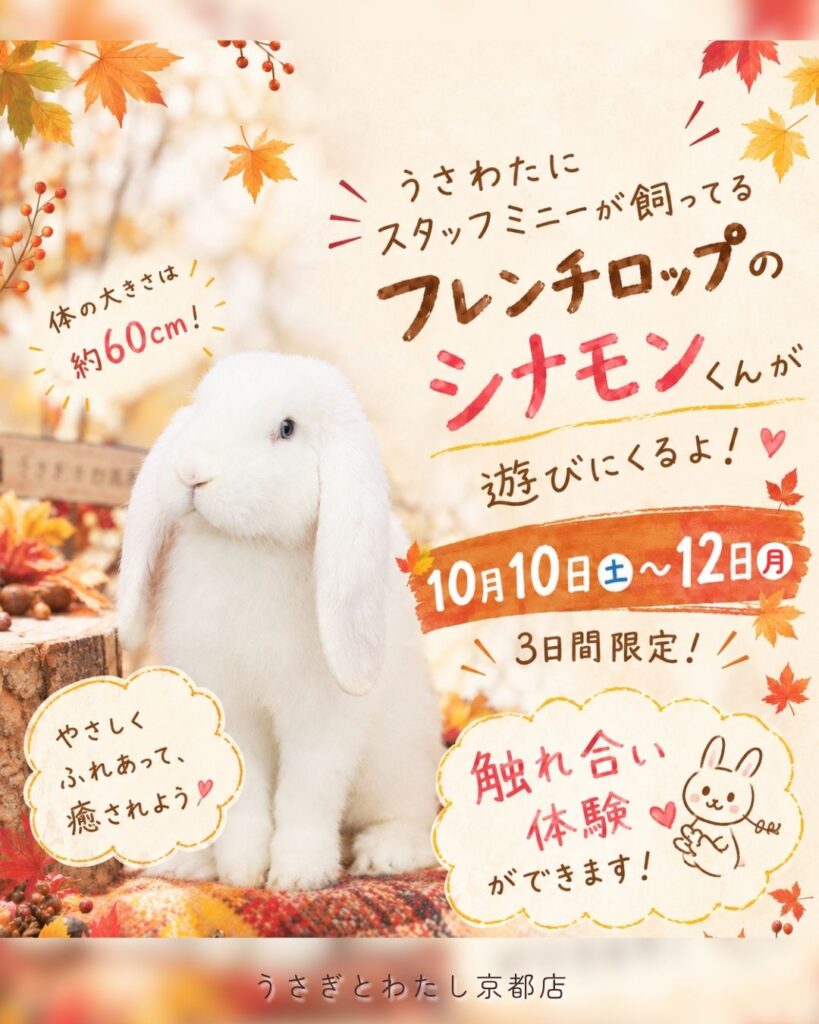 🐰🍁 シナモンくんが遊びにくるよ！ 🍁🐰