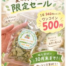 🌿🐰 夏の終わりのSALE開催中その1 🐰🌿