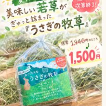 🌿🐰 夏限定の牧草、SALE開催中その2 🐰🌿