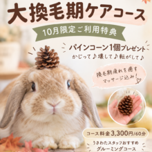 10月限定｜特典付き大換毛期ケアコース🍁