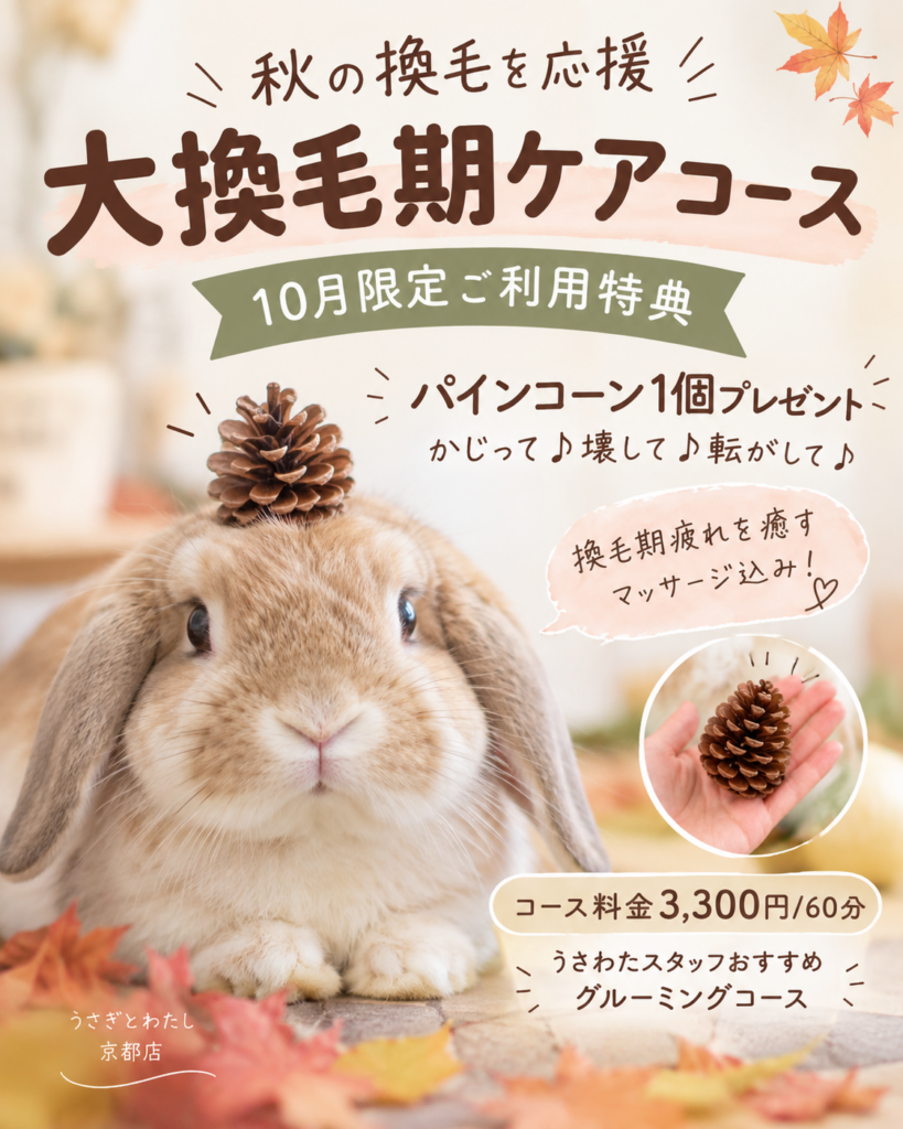 10月限定｜特典付き大換毛期ケアコース🍁